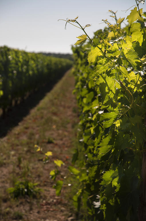 Agriturismo Quattro Pini Castagneto Carducci Eksteriør bilde